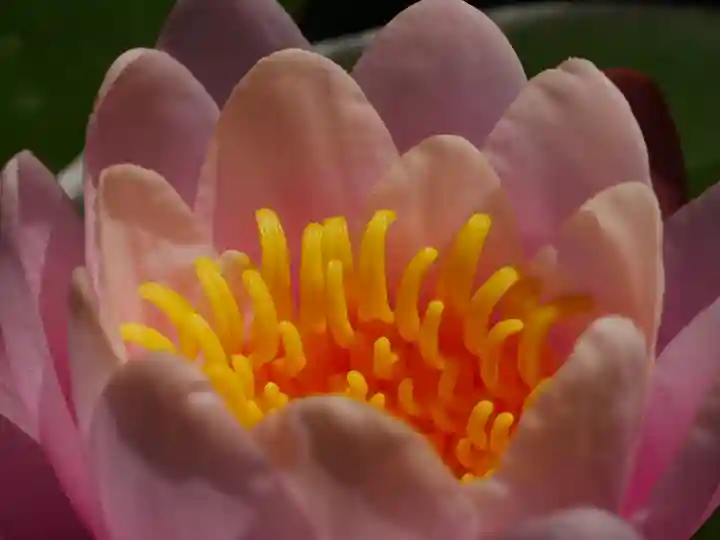 極楽山 浄土寺の自然