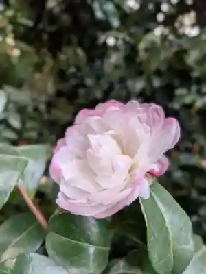 阿佐ヶ谷神明宮(東京都)