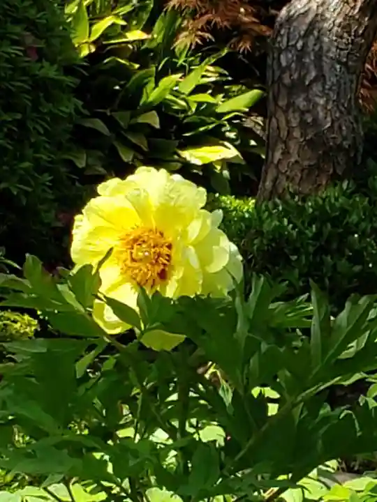 東長谷寺 薬王院の自然