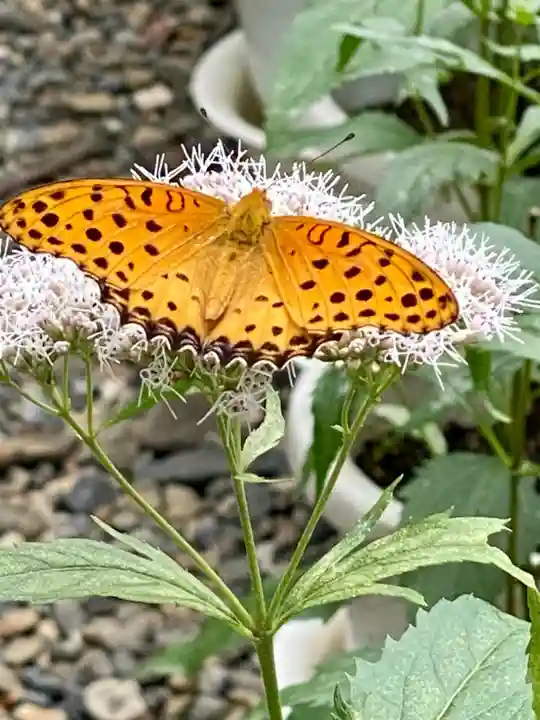 行願寺(革堂)(京都府)