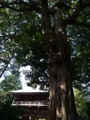 東昌寺(茨城県)