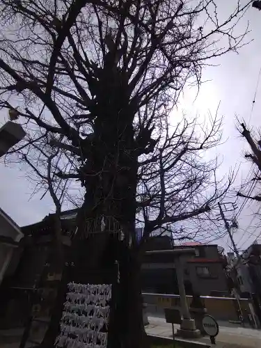 飛木稲荷神社の自然