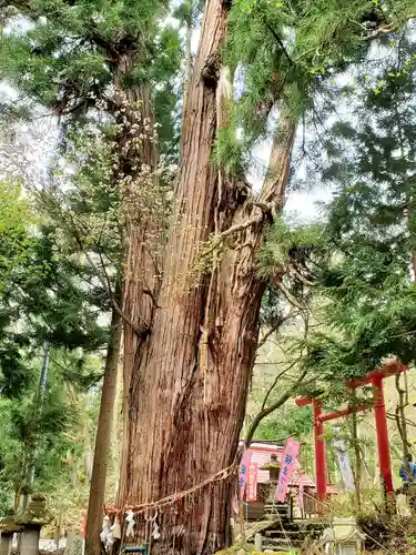 磐椅神社の自然