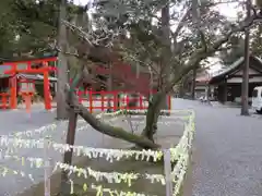 吉田神社のおみくじ