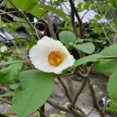 矢田寺の自然