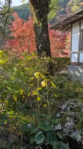 善峯寺(京都府)