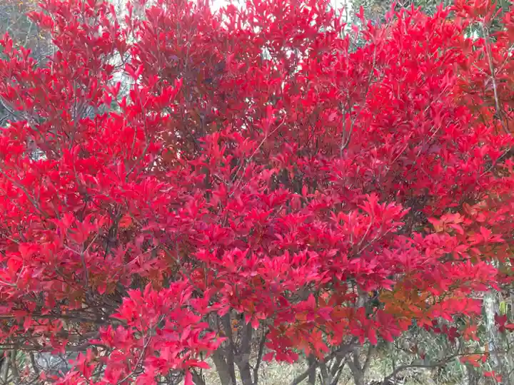 赤城神社の自然