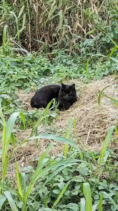乳清水神社の動物