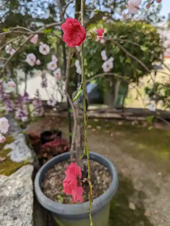 新日吉神宮(京都府)