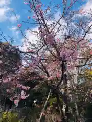 鳩森八幡神社の自然