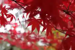 大國魂神社の自然