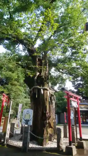 新田神社の自然