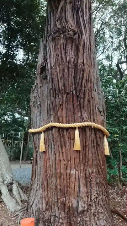 息栖神社の自然