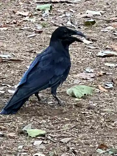 武蔵一宮氷川神社(埼玉県)