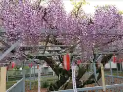 菖蒲神社の庭園