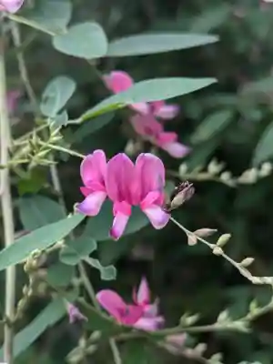 妙情寺(東京都)