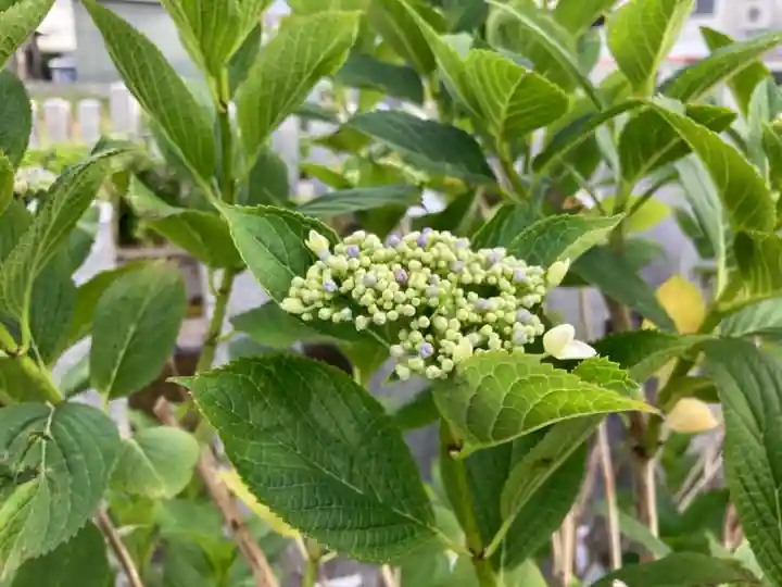 總社 和田八幡宮の自然