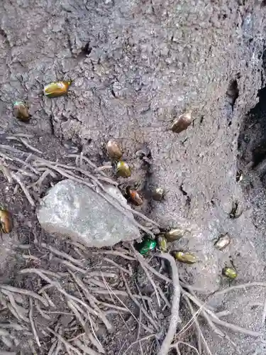 下高井戸八幡神社(東京都)