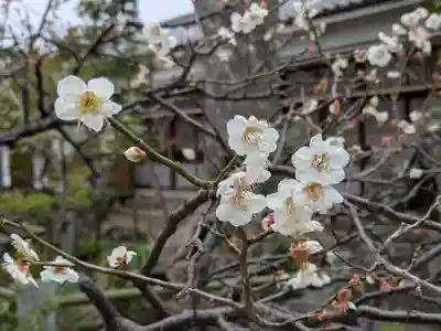 白幡天神社の自然
