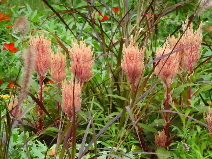 立志神社の自然
