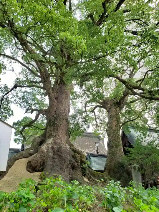 太宰府天満宮(福岡県)