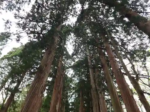 戸隠神社奥社(長野県)