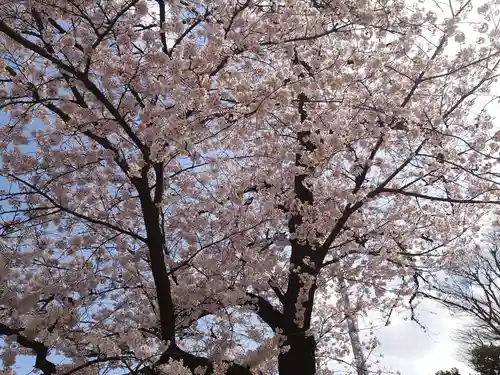白山神社の自然