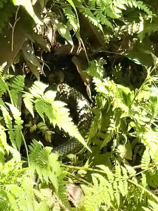 明治神宮(東京都)