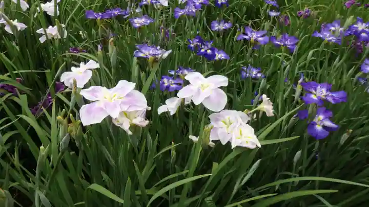 二本松寺の自然