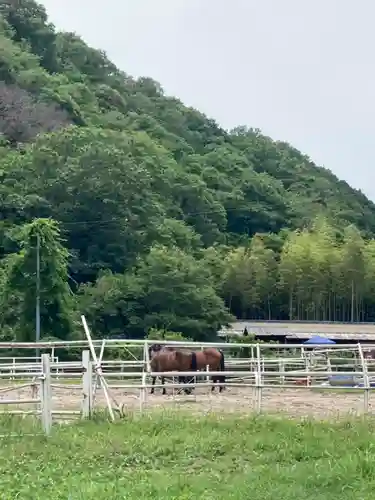 若都王子神社の動物