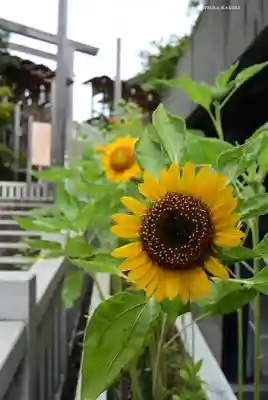 伊勢山皇大神宮(神奈川県)