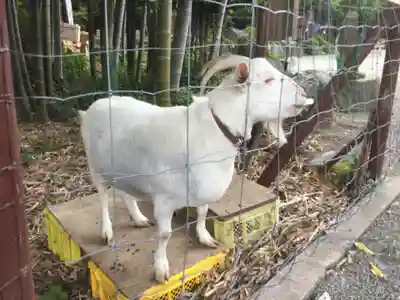 出雲大社相模分祠(神奈川県)