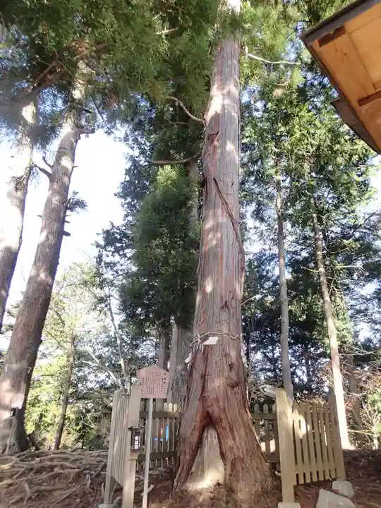 産安社(武蔵御嶽神社摂社)の自然