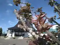 雨竜 専福寺(北海道)