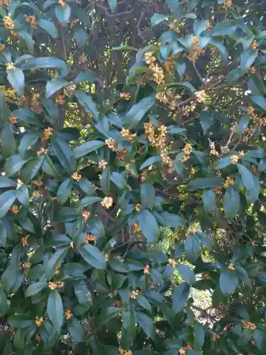 木華佐久耶比咩神社の自然