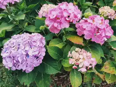 弥勒寺の{uncategorized: "未分類", other: "その他", undefined: "問題あり", building: "その他建物", grave: "お墓", sacred_gate: "鳥居", guardian: "狛犬", statue: "像", buddha: "仏像", history: "歴史", nature: "自然", garden: "庭園", animal: "動物", pagoda: "塔", temizu: "手水舎", mountain_gate: "山門・神門", sanctuary: "本殿・本堂", subordinate: "末社・摂社", art: "芸術", scenery: "景色", jizo: "地蔵", ema: "絵馬", goshuin: "御朱印", omikuji: "おみくじ", items: "授与品その他", amulet: "お守り", goshuincho: "御朱印帳", eats: "食事", festival: "お祭り", votive_dance: "神楽", shichigosan: "七五三参", wedding: "結婚式", experience: "体験その他", initially: "初詣", around: "周辺", anti_infection: "感染症対策"}