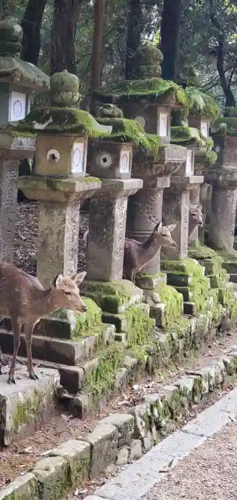 春日大社(奈良県)