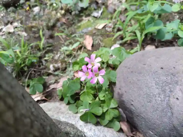前原御嶽神社の自然