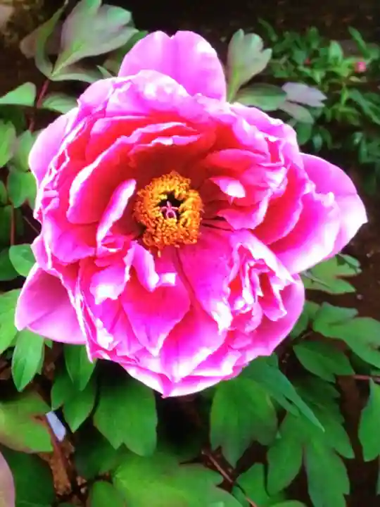 愛染院(東京都)