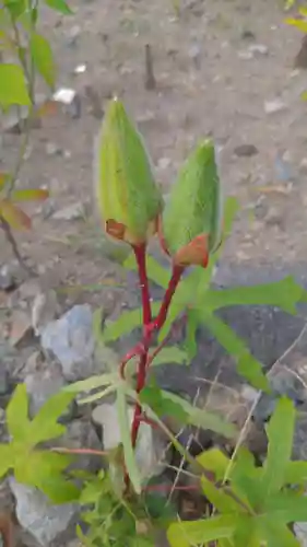 清洲山王宮　日吉神社の自然