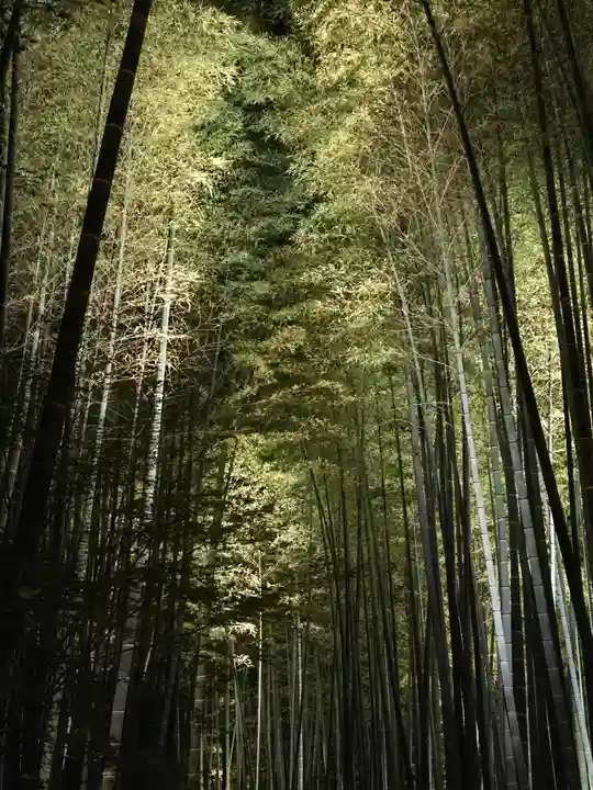 高台寺(高台寿聖禅寺・高臺寺)(京都府)