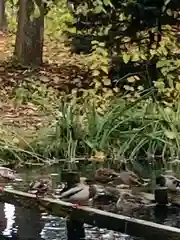 永山神社の動物