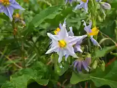 鴨部神社の自然