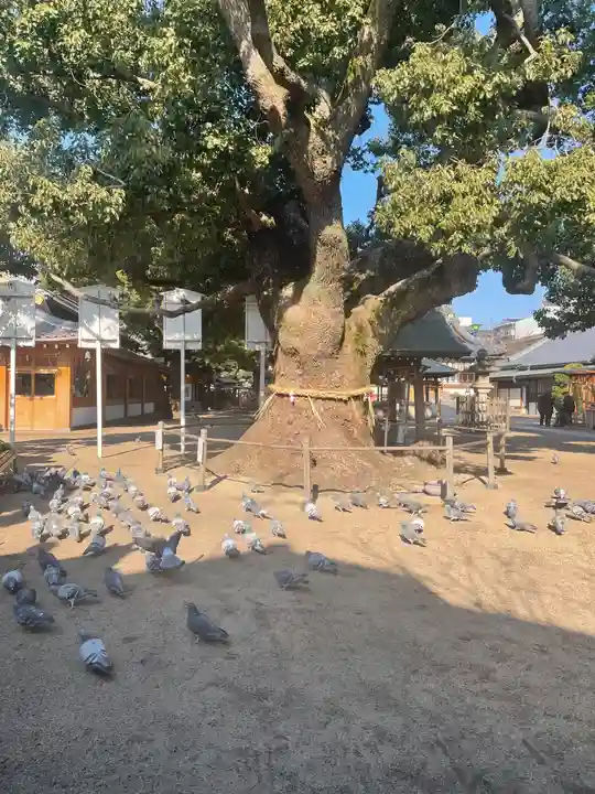 大聖観音寺(あびこ観音)の自然