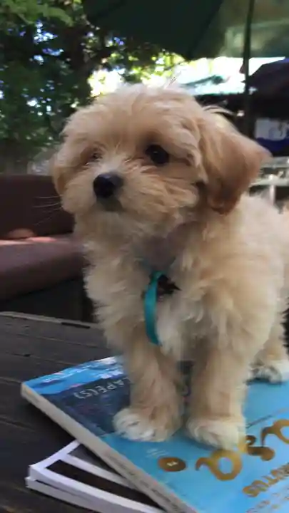 戸越八幡神社の動物