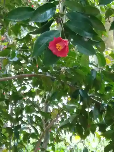 河合神社（鴨川合坐小社宅神社）の自然