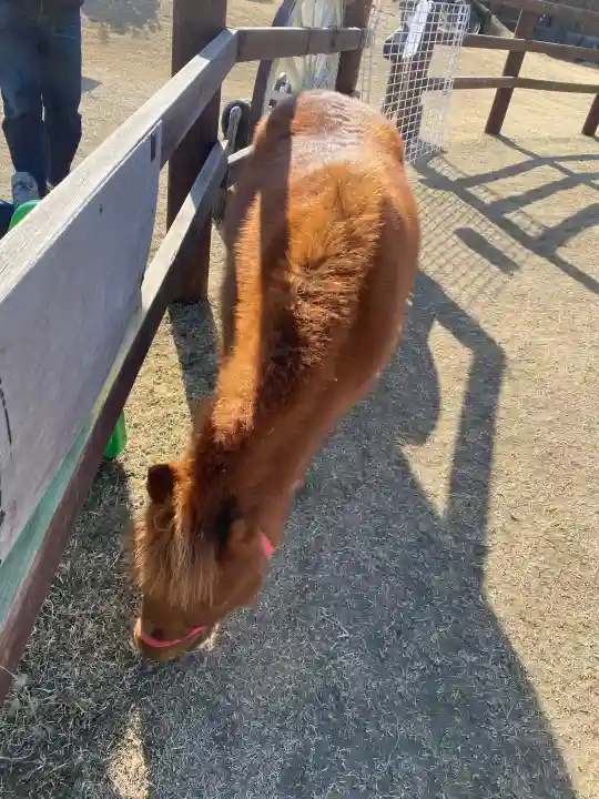 五方山熊野神社の{uncategorized: "未分類", other: "その他", undefined: "問題あり", building: "その他建物", grave: "お墓", sacred_gate: "鳥居", guardian: "狛犬", statue: "像", buddha: "仏像", history: "歴史", nature: "自然", garden: "庭園", animal: "動物", pagoda: "塔", temizu: "手水舎", mountain_gate: "山門・神門", sanctuary: "本殿・本堂", subordinate: "末社・摂社", art: "芸術", scenery: "景色", jizo: "地蔵", ema: "絵馬", goshuin: "御朱印", omikuji: "おみくじ", items: "授与品その他", amulet: "お守り", goshuincho: "御朱印帳", eats: "食事", festival: "お祭り", votive_dance: "神楽", shichigosan: "七五三参", wedding: "結婚式", experience: "体験その他", initially: "初詣", around: "周辺", anti_infection: "感染症対策"}