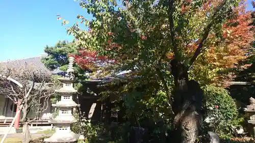 栖岸院の塔