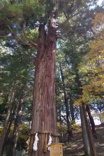 諏訪大社下社春宮の自然