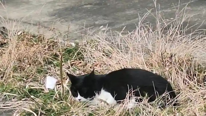 白金氷川神社の{uncategorized: "未分類", other: "その他", undefined: "問題あり", building: "その他建物", grave: "お墓", sacred_gate: "鳥居", guardian: "狛犬", statue: "像", buddha: "仏像", history: "歴史", nature: "自然", garden: "庭園", animal: "動物", pagoda: "塔", temizu: "手水舎", mountain_gate: "山門・神門", sanctuary: "本殿・本堂", subordinate: "末社・摂社", art: "芸術", scenery: "景色", jizo: "地蔵", ema: "絵馬", goshuin: "御朱印", omikuji: "おみくじ", items: "授与品その他", amulet: "お守り", goshuincho: "御朱印帳", eats: "食事", festival: "お祭り", votive_dance: "神楽", shichigosan: "七五三参", wedding: "結婚式", experience: "体験その他", initially: "初詣", around: "周辺", anti_infection: "感染症対策"}
